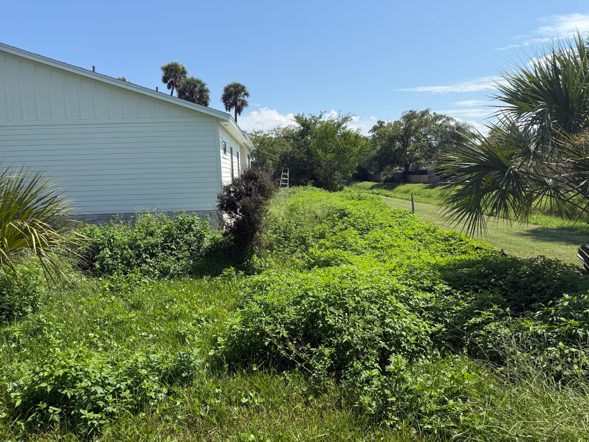 Side Yard Reclamation - before