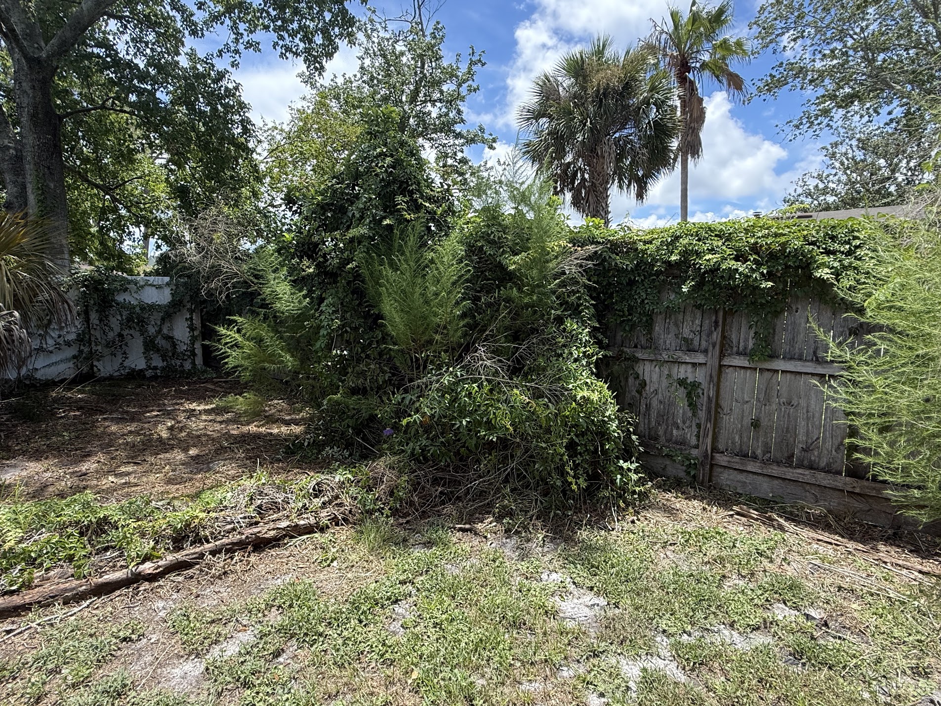 Overgrown Backyard Cleanup - before